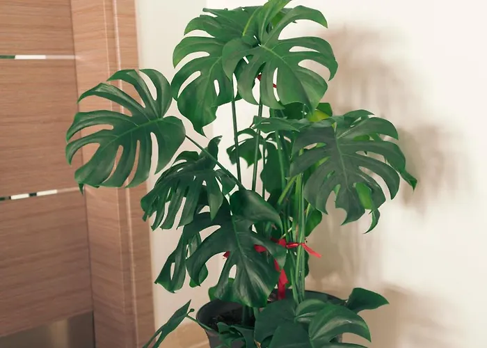 Lara Boutique Pansiyon *