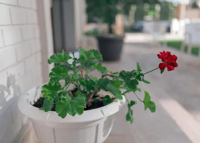 Pansiyon Lara Boutique Eforie Nord