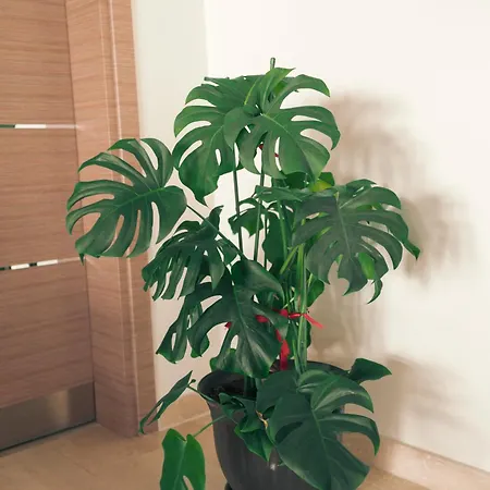 Lara Boutique Privatunterkunft *