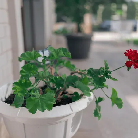 Privatunterkunft Lara Boutique Eforie Nord